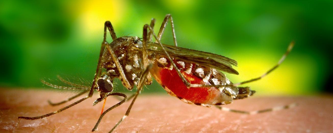 Alajuela y Atenas entre los cantones con más casos de dengue