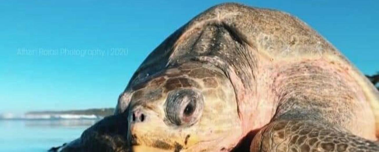Místico llama a proteger el desove de tortugas marinas en Playa Hermosa durante la temporada 2026